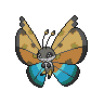 Vivillon, Motivo Oasis