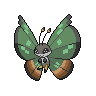 Vivillon, Motivo Jungla